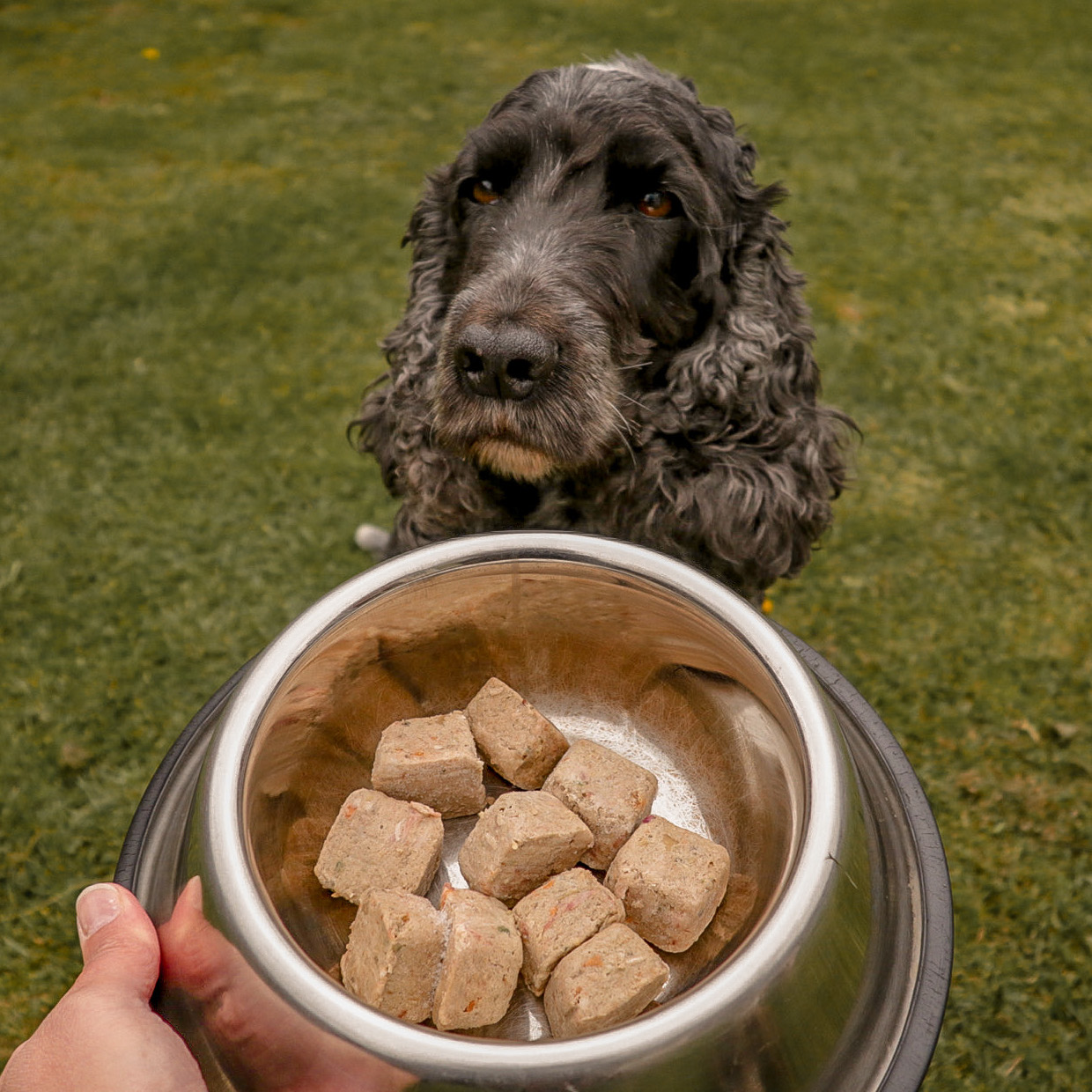     <b>EASY RAW DOG FOOD CALCULATOR</b><br><br>Getting to know the right amount of raw food to feed your dog...</br>